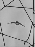 Bat in Flight Photographic Print by Gjon Mili