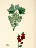 Botanical Print of Red Currant Lámina fotográfica por James Sowerby