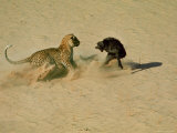 Leopard About to Kill a Terrified Baboon Premium Photographic Print by John Dominis