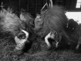 Hayloft Party, a Hay Fight Begins with a Surprise Onslaught Against the Girls Photographic Print by Alfred Eisenstaedt
