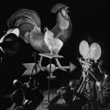 Screen Test For Pathe Newsreel Rooster Photographic Print by Cornell Capa