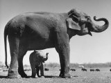 Butch, Baby Female Indian Elephant in the Dailey Circus, Standing Beneath Full Size Elephant Lámina fotográfica por Cornell Capa Butch, Baby Female Indian Elephant in the Dailey Circus, Standing Beneath Full Size Elephant Lámina fotográfica por Cornell Capa