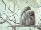 Family of Japanese Macaques Sitting in Tree in Shiga Mountains Photographic Print by Co Rentmeester