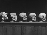 Display of Skulls Demonstrating Human Evolution Photographic Print by Fritz Goro