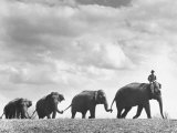 Circus Elephants Walking in Line Lámina fotográfica de primera calidad por Cornell Capa Circus Elephants Walking in Line Lámina fotográfica de primera calidad por Cornell Capa