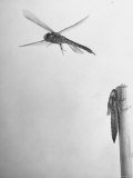 Dragon Fly Hatching Photographic Print by Wallace Kirkland