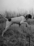 Dog Participating in the Continental Field Dog Trials Premium Photographic Print by William C. Shrout Dog Participating in the Continental Field Dog Trials Premium Photographic Print by William C. Shrout