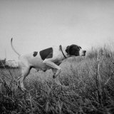 Champion Dog Participating in the Continental Field Dog Trials Photographic Print by William C. Shrout