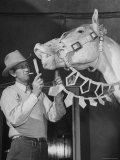 Groom Cleaning Horse's Teeth During Filming of the Movie "The Ziegfeld Follies" Premium Photographic Print by John Florea
