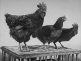 Heshe Chickens Photographie par Francis Miller