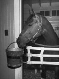 Citation in Stall Premium Photographic Print by Tony Linck
