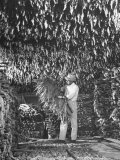 Harvesting Tobacco Premium Photographic Print by Marie Hansen