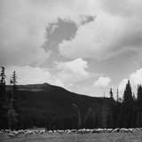 Sheep Grazing in Mountain Pasture Photographic Print by Cornell Capa