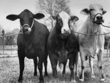 Crossbreeding of Brahmin Stock, Bragus and Braford Lámina fotográfica por Cornell Capa Crossbreeding of Brahmin Stock, Bragus and Braford Lámina fotográfica por Cornell Capa