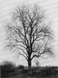 Ash Tree in Great Britain During Winter Season Photographic Print Ash Tree in Great Britain During Winter Season Photographic Print