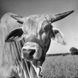 Osrigo Manso, National Champion Brahmin Bull Photographic Print by Cornell Capa