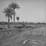 The Skeleton of a Starved Man Lying in a Field After Being Eaten by Vultures and Jackals Fotografie-Druck von William Vandivert