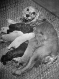 Cocker Spaniel Nursing Her Puppies Premium Photographic Print by Hansel Mieth