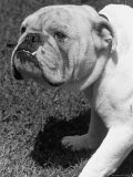 Excellent of a Bulldog Premium Photographic Print by Alfred Eisenstaedt