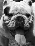 Excellent Close Up of English Bulldog at Morris and Essex Dog Show Photographic Print by Alfred Eisenstaedt