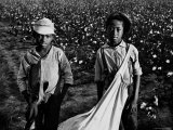 African American Children Who Are Cotton Pickers Pulling Sacks Along Behind Them as They Pick Cotto Lámina fotográfica por Ben Shahn