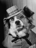 Lucky the Dog, in the Movie, Lucky the Dog, in the Movie,
