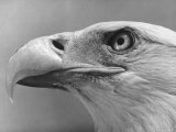 Daniel Mannix's Trained American Bald Eagle Posing For a Picture Premium Photographic Print by J. R. Eyerman