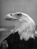 Daniel Mannix's Trained American Bald Eagle Posing For a Picture to Be Used For Cover of Magazine Premium Photographic Print by J. R. Eyerman