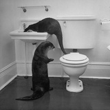 Otters Playing in Bathroom Photographic Print by Wallace Kirkland