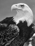 Daniel Mannix's Trained America...