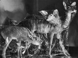 Three Species of African Antelope in Storage at the American Museum of Natural History Premium Photographic Print by Margaret Bourke-White