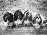 Expensive Little Chinese Dogs Shih Tzus Once Owned Only by Royalty Photographic Print by Yale Joel