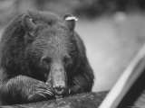 Bear in the Great Smokey Mountain National Park Premium Photographic Print by Michael Mauney
