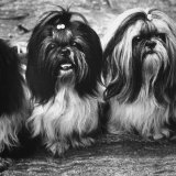 Expensive Little Chinese Dogs Shih Tzus Once Owned Only by Royalty Photographic Print by Yale Joel