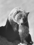 Bear Impressão fotográfica premium por George Silk Bear Impressão fotográfica premium por George Silk