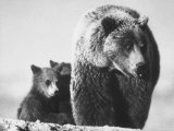 Bear and Cubs Impressão fotográfica premium por George Silk Bear and Cubs Impressão fotográfica premium por George Silk