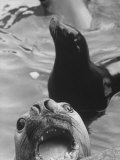 Seals Living in the Rome Zoo Reproduction photographique sur papier de qualité par David Lees