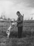 Adlai E. Stevenson on His Farm with Pet Dalmatian Artie Premium Photographic Print by Francis Miller