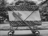 Baby Being Pushed Around in a Carriage Premium Photographic Print by Peter Stackpole Baby Being Pushed Around in a Carriage Premium Photographic Print by Peter Stackpole