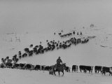 Cattle Drive on Snowy Landscape to Virginia City Impressão fotográfica por Ralph Crane Cattle Drive on Snowy Landscape to Virginia City Impressão fotográfica por Ralph Crane