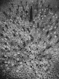 Hundreds of Test Tubes Set Up to Symbolize the Lengthy Search For Polio Vaccine Photographic Print by Andreas Feininger