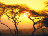 Tanganyika Thorn Trees with Brilliant Sunset in Background at Serengeti National Park Premium Photographic Print by Loomis Dean