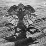 The Frilled Lizard of Australia Opening Its Frill to Ward Off Intruders Photographic Print by Fritz Goro