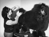 Best of Breed Standard Poodle, During Preparations For Final Judging, at Cruft's Dog Show Photographic Print by Terence Spencer