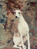 Portrait of Whippet Chosen Best in Show at the 88th Annual Westminster Kennel Club Dog Show Photographic Print by Nina Leen