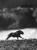 Musk Oxen Hunt in Arctic Tundra, Lone Musk Ox Running Widely from Hunters Premium Photographic Print by Fritz Goro