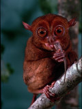 Tarsier Found on Several Islands in Southeast Asia Eating a Gecko Photographic Print by Larry Burrows