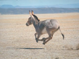 Somali Wild Ass Running Across Parched Soil in Danakil Depression, Near Sardo Village Lámina fotográfica de primera calidad por Carlo Bavagnoli