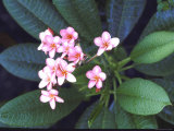 Tropical Flower Premium Photographic Print by John Dominis