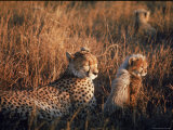 Mother Cheetah and Her Cub in Game Preserve in Africa Lámina fotográfica por John Dominis Mother Cheetah and Her Cub in Game Preserve in Africa Lámina fotográfica por John Dominis